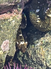 Clinocottus recalvus