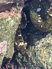 Clinocottus recalvus