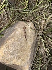 Chondrodactylus turneri
