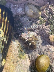 Clinocottus recalvus