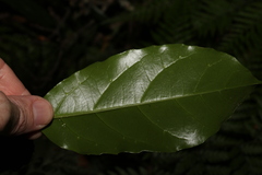 Pennantia cunninghamii