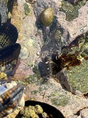 Clinocottus recalvus