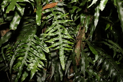 Microsorum scandens