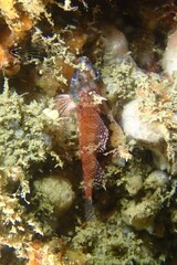 Enneapterygius atrogulare