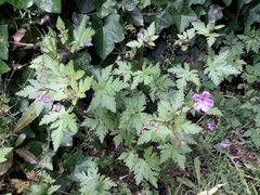 Geranium yeoi
