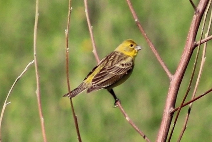 Misto Yellow-finch
