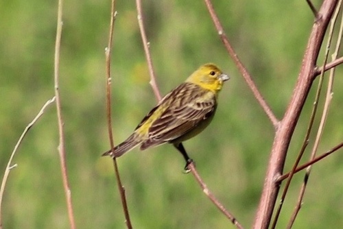 Misto Yellow-finch