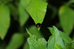 Brachyplatys subaeneus