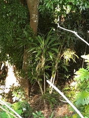 Cordyline petiolaris
