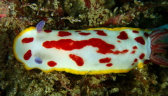 Goniobranchus splendidus