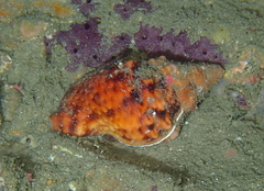 Charonia lampas
