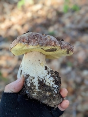 Boletus regineus