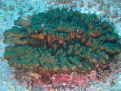 Pocillopora aliciae