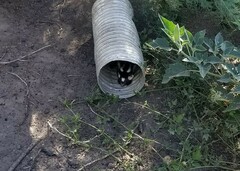 Spilogale gracilis
