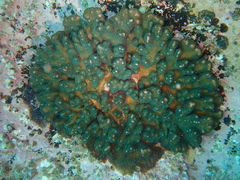 Pocillopora aliciae