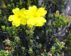 Hibbertia devitata