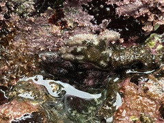 Leptasterias hexactis