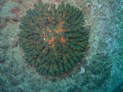 Pocillopora aliciae