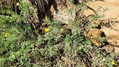 Heterotheca hirsutissima