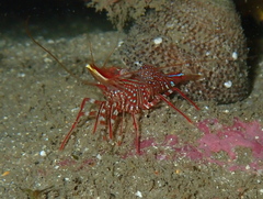 Rhynchocinetes serratus