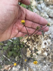 Chaenactis glabriuscula