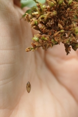 Meteorus pulchricornis