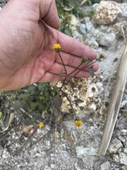 Chaenactis glabriuscula