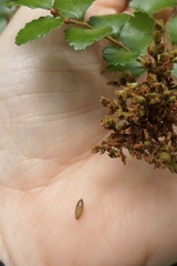 Meteorus pulchricornis