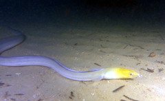 Ophichthus altipennis