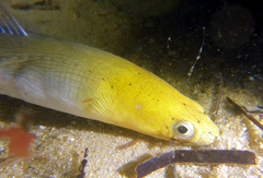 Ophichthus altipennis