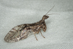 Plega dactylota