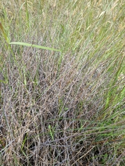 Muehlenbeckia ephedroides