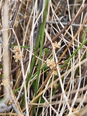 Muehlenbeckia ephedroides