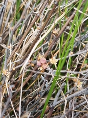 Muehlenbeckia ephedroides