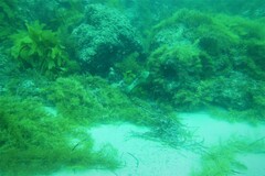 Notolabrus parilus