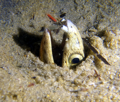 Ophichthus altipennis