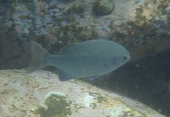 Kyphosus cinerascens