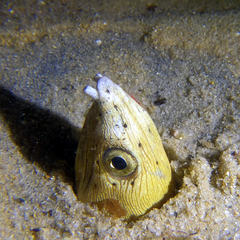 Ophichthus altipennis