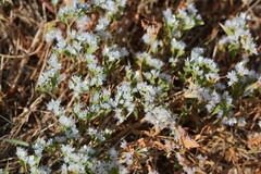 Limonium lobatum