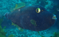 Eubalichthys bucephalus