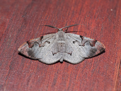 Hypochrosis pyrrhophaeata