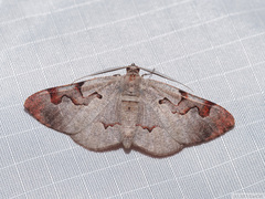 Hypochrosis pyrrhophaeata