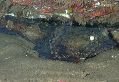 Batrachomoeus dubius