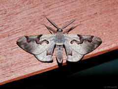 Hypochrosis pyrrhophaeata