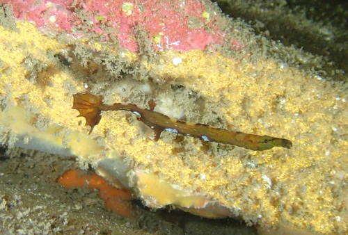 Upside-down pipefish (Heraldia nocturna) — Syngnathidae — 3
