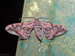 Hypochrosis binexata