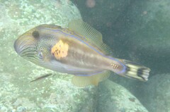 Meuschenia freycineti