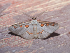 Hypochrosis subrufa