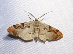 Hypochrosis pyrrhophaeata