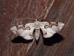 Hypochrosis pyrrhophaeata